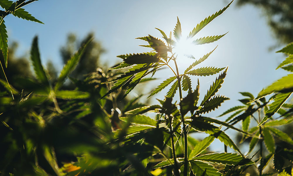 Cannabis Is Legal! Seriously