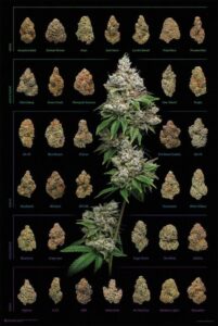 cannabis art