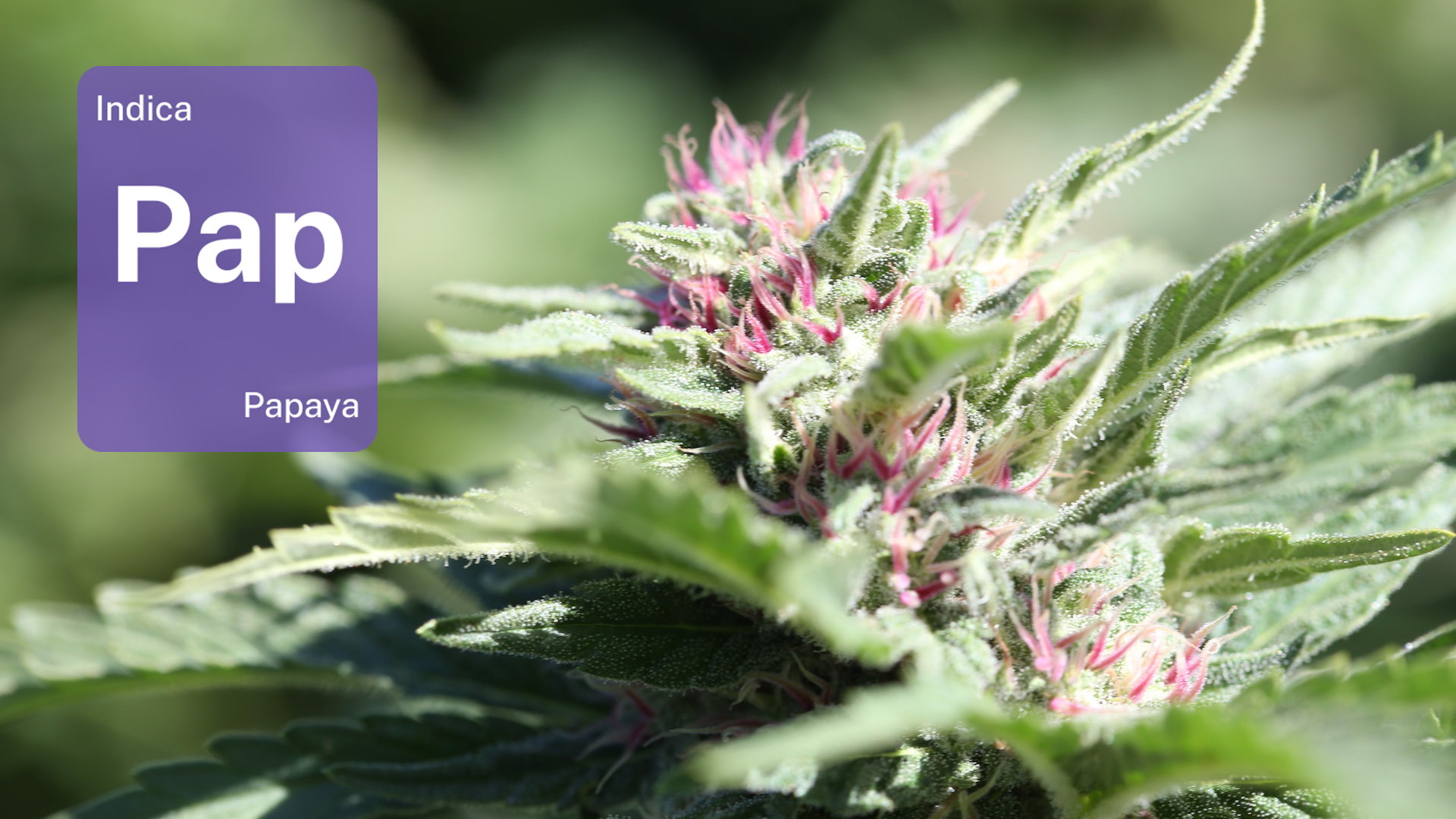 Papaya from the Petaluma Gap: Check out Luma Farms’ perfect cut