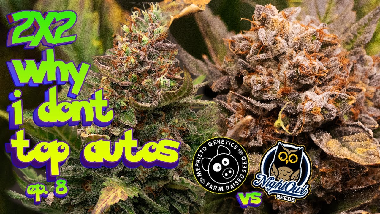 why i dont TOP AUTOS! - Mephisto vs Nightowl Seed to Harvest How to Grow Auto ep.8 #organic