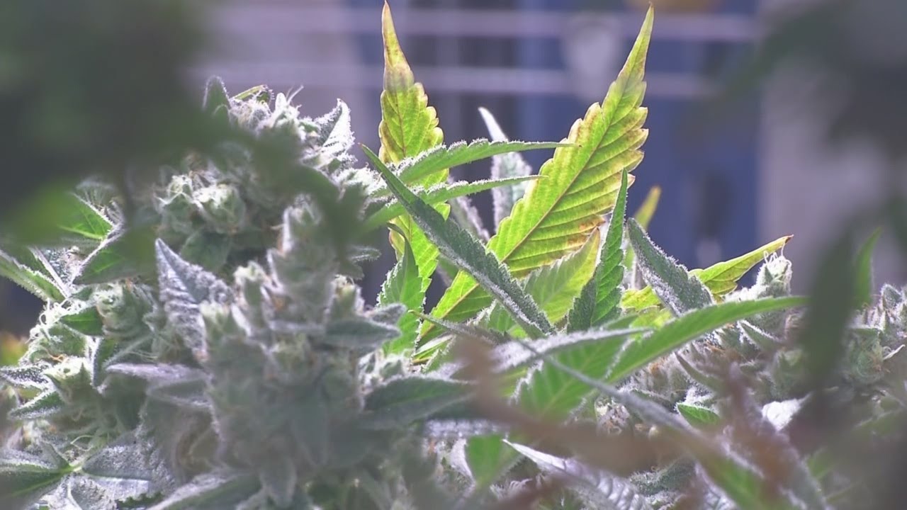 State marijuana report