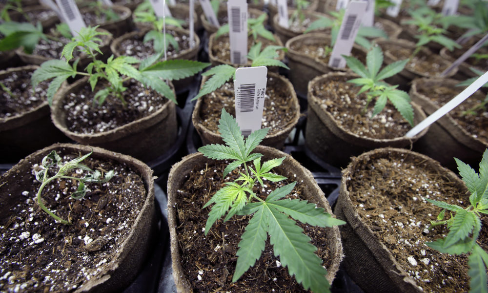 Mass. Ballot Question Proposals Could End Recreational Marijuana Sales