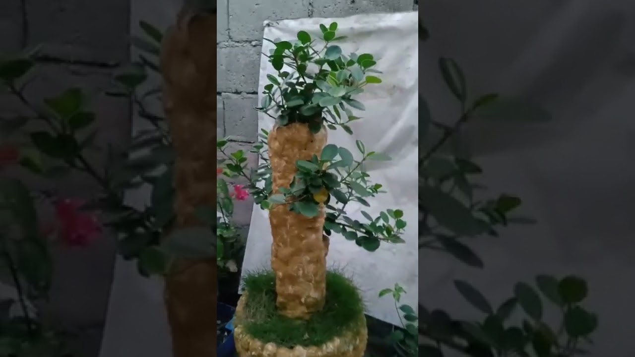 Creating new design of bonsai pot using PVC pipe,screen,cement and latex paint