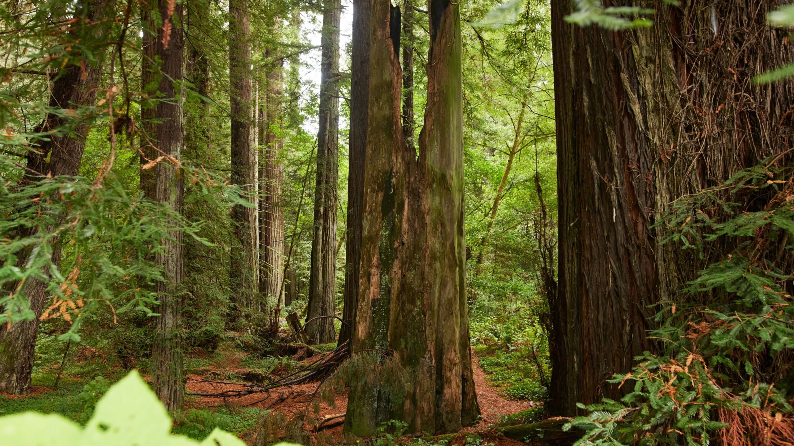 High city tourist guide to Humboldt County