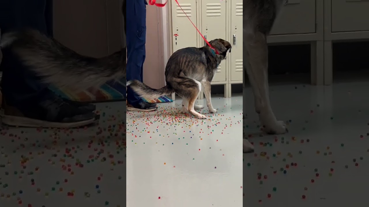 My dog ate a bag of dried Orbeez