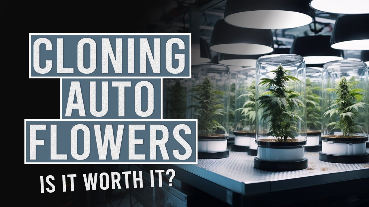 Can you Clone Auto-Flowers & Is it worth it?