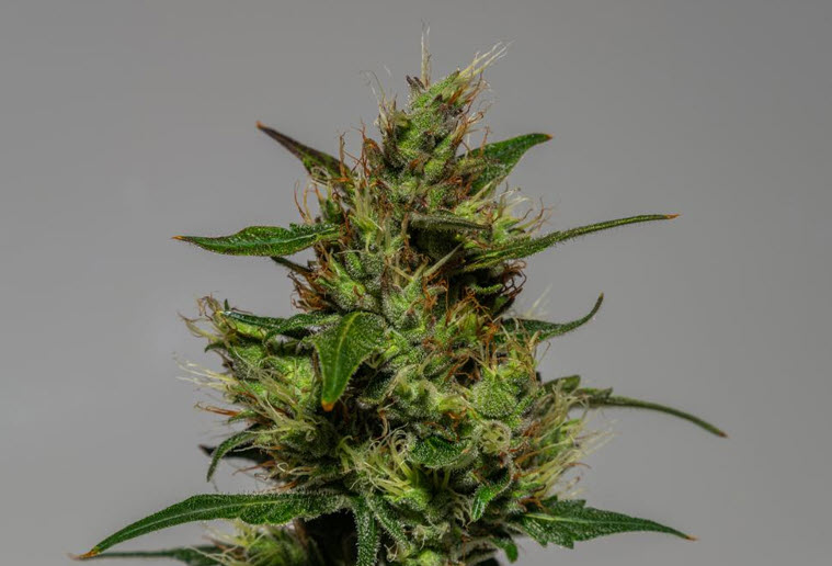 What is Delta-9 THC?