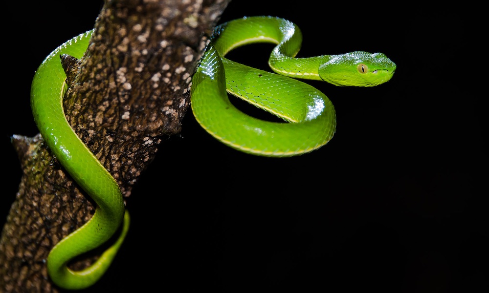 Marijuana Might Be Beneficial in Combating Phobias