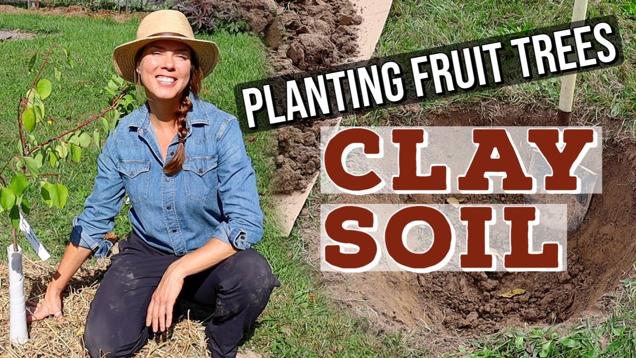 Planting a Fruit Tree in Clay Soil: Tricks & Tips