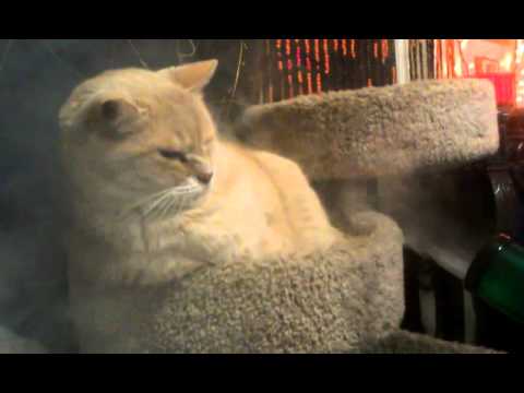 The Bong Hit Chronicles of Cinnamon the Hobble Cat