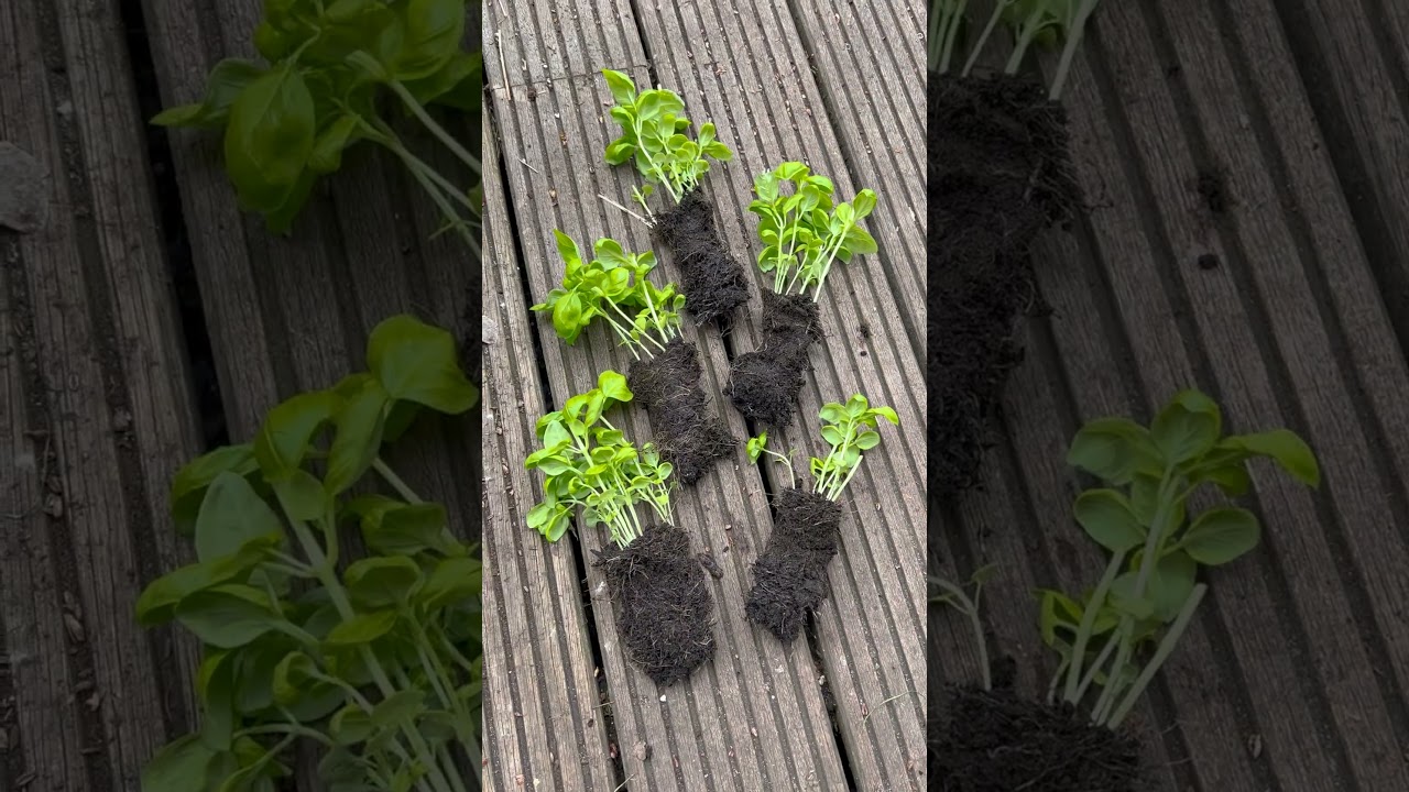 How to save your supermarket basil plant 🌱
