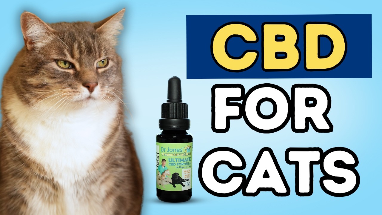 CBD for Cats: Top 7 Benefits You Need to Know