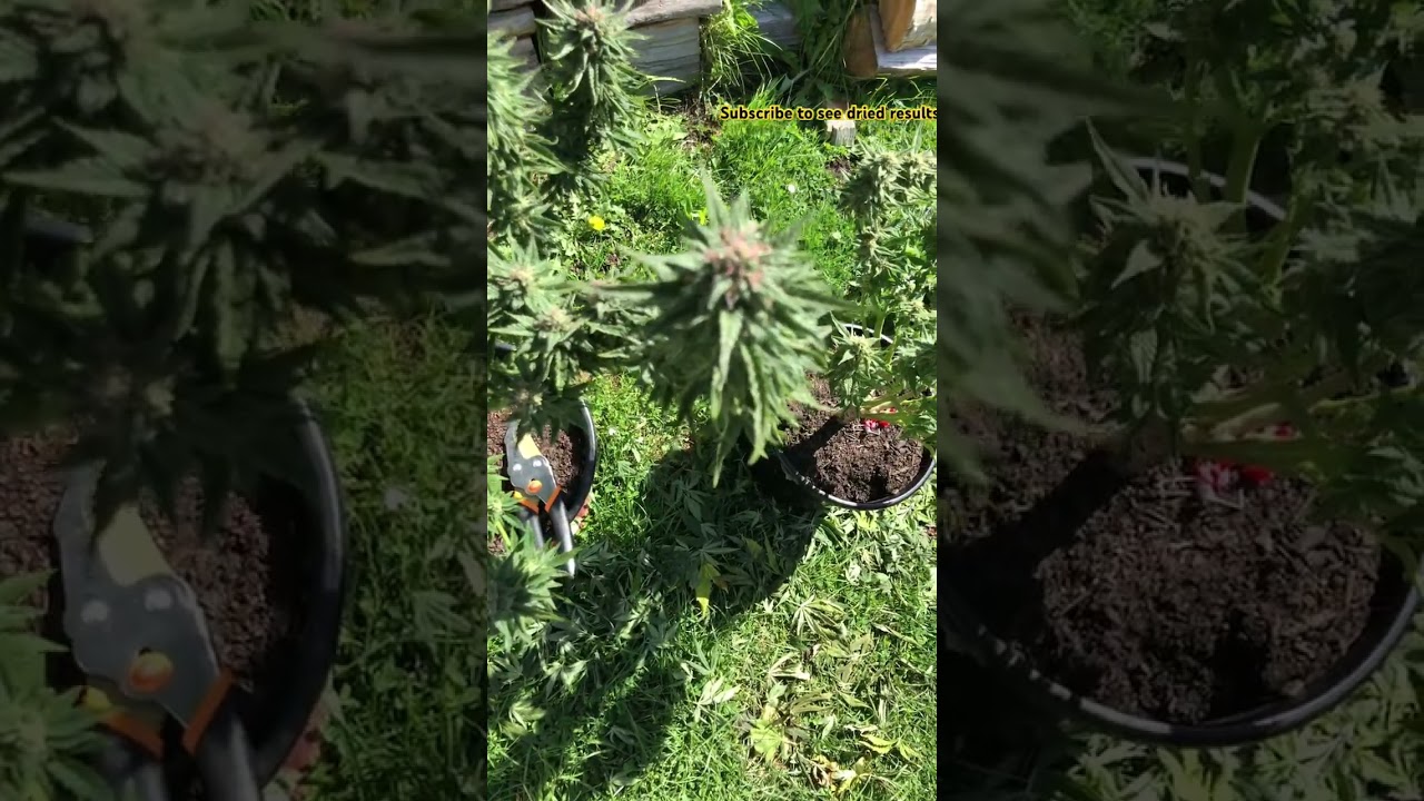Bag seed outdoor early harvest  #harvest