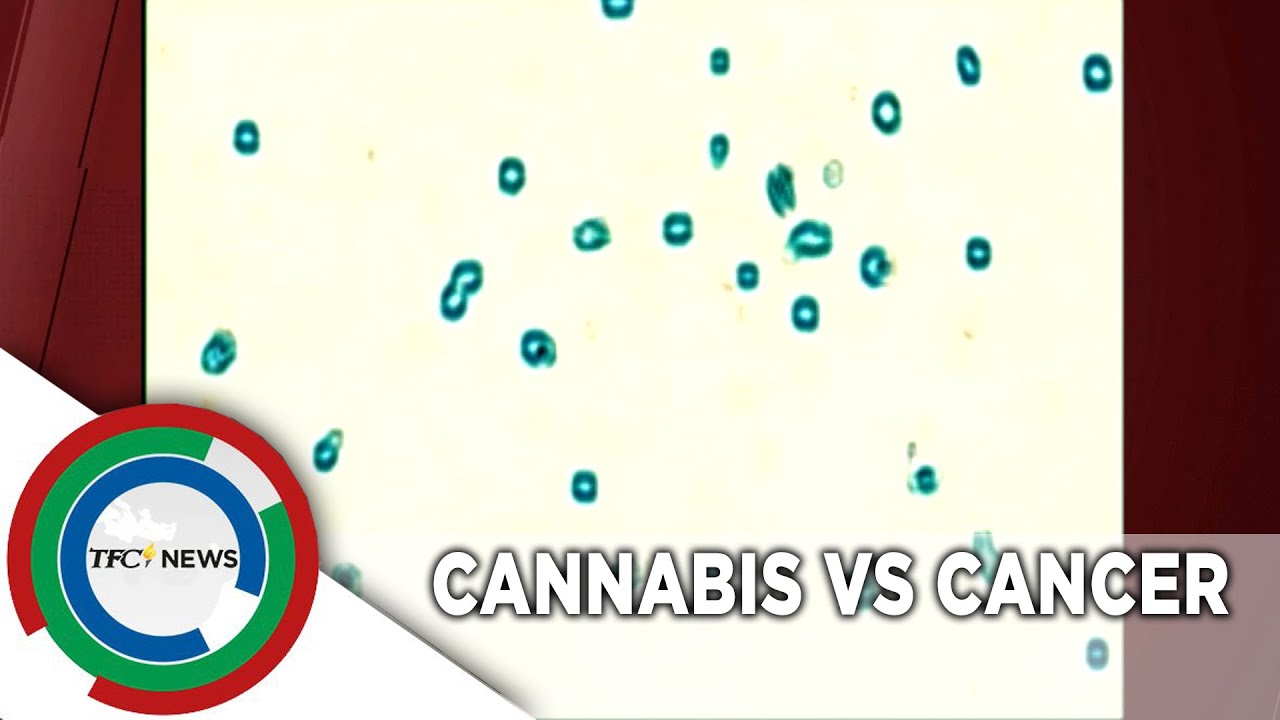 Filipino Canadian couple advocates use of cannabis to treat cancer | TFC News Ontario, Canada