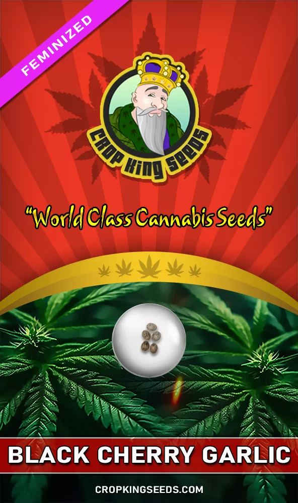 Black Cherry Garlic Feminized Seeds