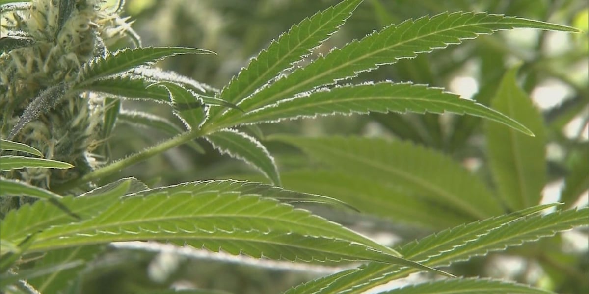 Major medical cannabis cultivation facility approved to start operations in central Ky.