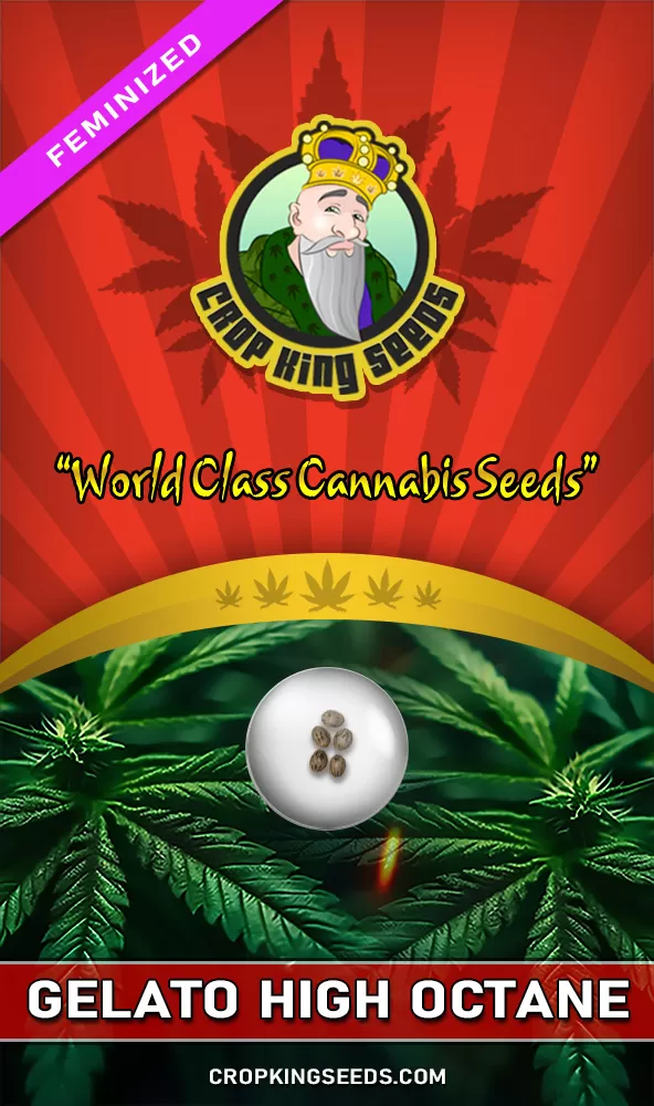 Gelato High Octane Feminized Seeds