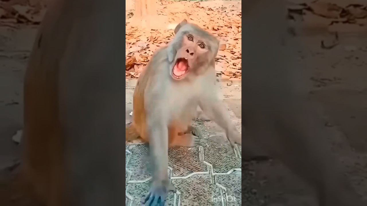 cute toucan 🦤💞 & monkey 🐒 funny 🤣#funnyvideos #toucan #monkey #viral #video #funny #cute #shorts