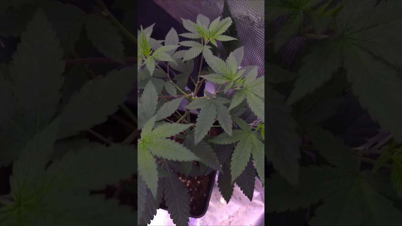 El Arguiñano Cannabico 😂 #humor #arguiñano #ricorico #cannabiseducation #shorts