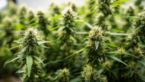 Massachusetts cannabis czar promises to ‘repair trust’ and streamline process