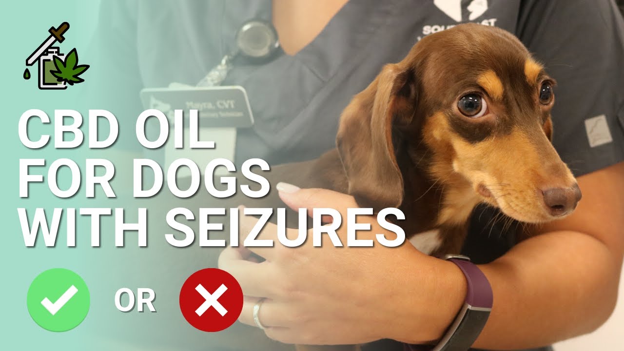 CBD for Dogs with Seizures | Recommended?
