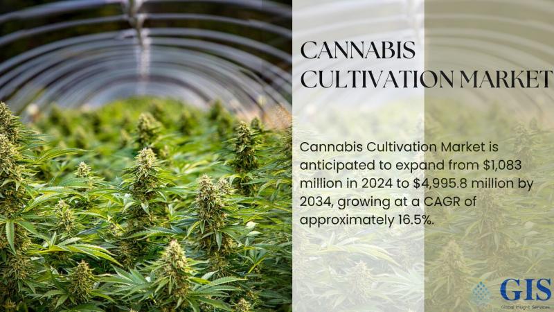 Cannabis Cultivation Market Is Anticipated To Expand From