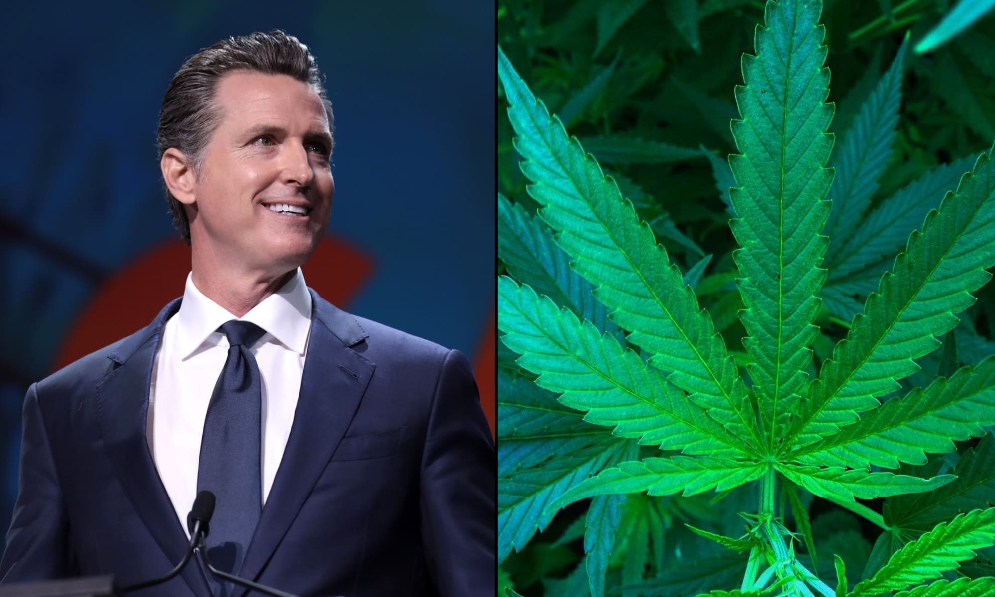 California Governor Signs Bill To Integrate Hemp And Marijuana Markets After Banning Intoxicating Cannabinoids Outside Of Dispensaries