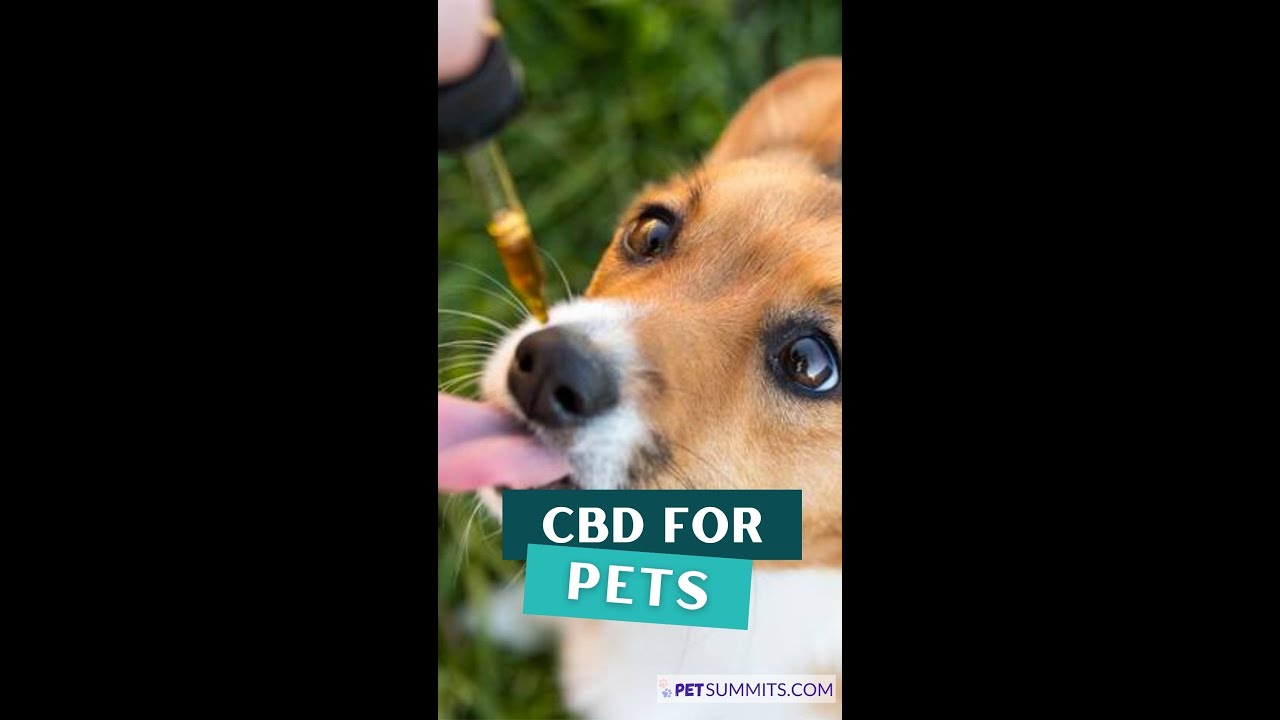 How To Treat Pet Anxiety with CBD Oil