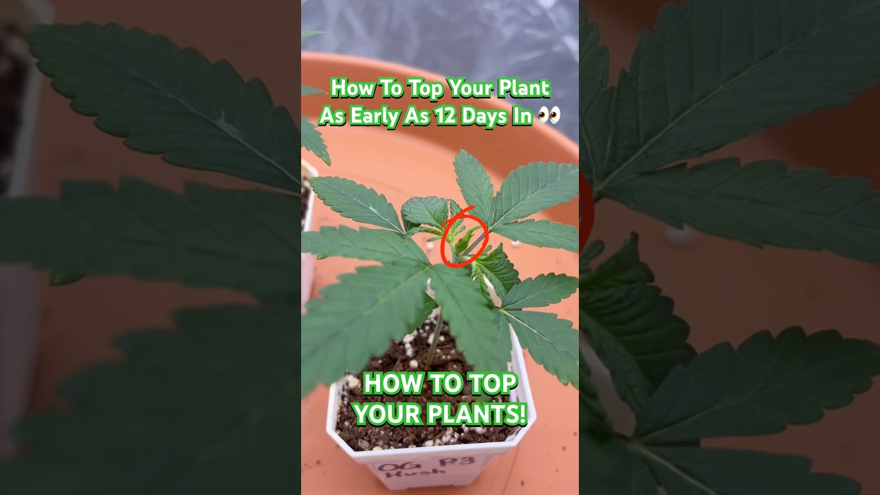 How To Top Your Cannabis / Hemp Plants! | OG Kush Day 12 Update