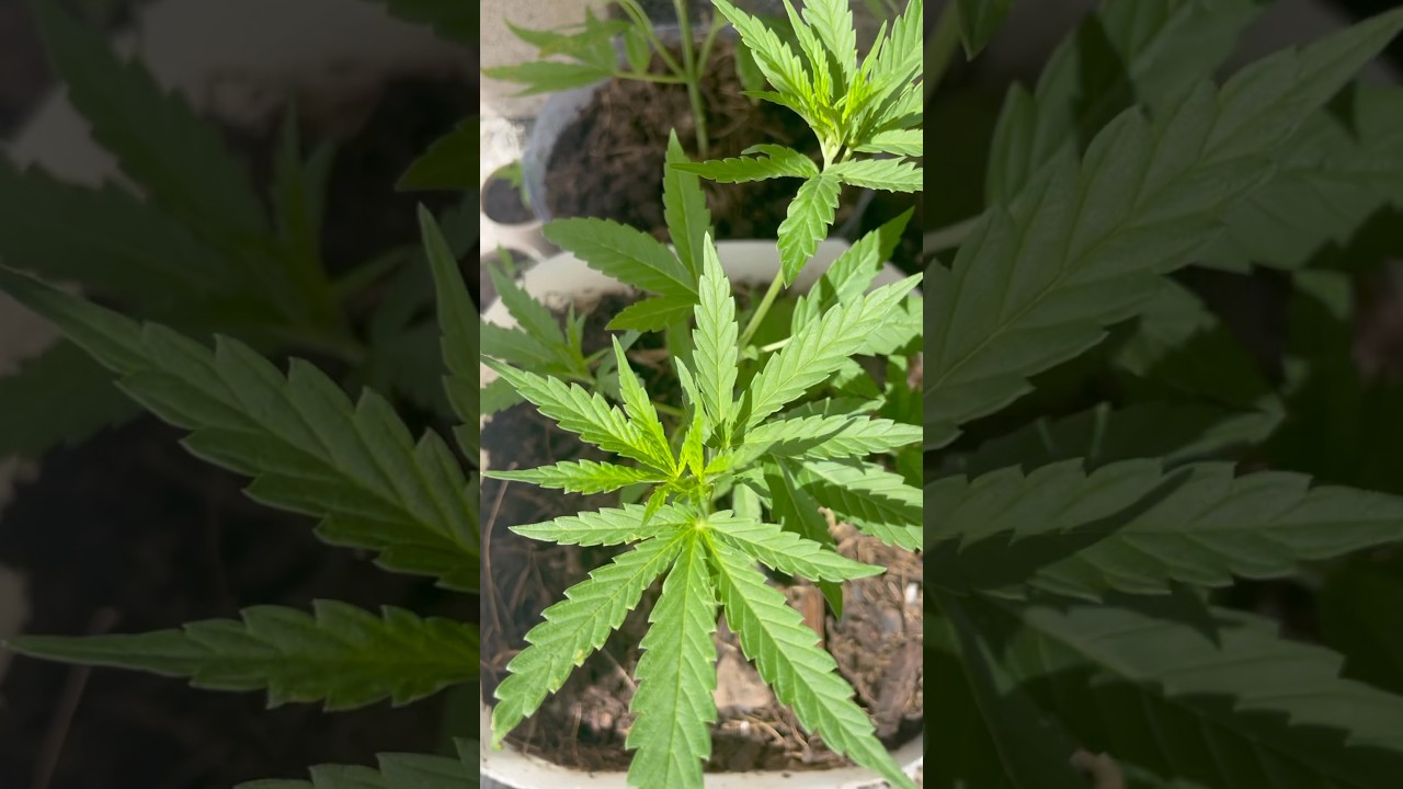 How to grow Cannabis Plants in extremely Hot conditions…