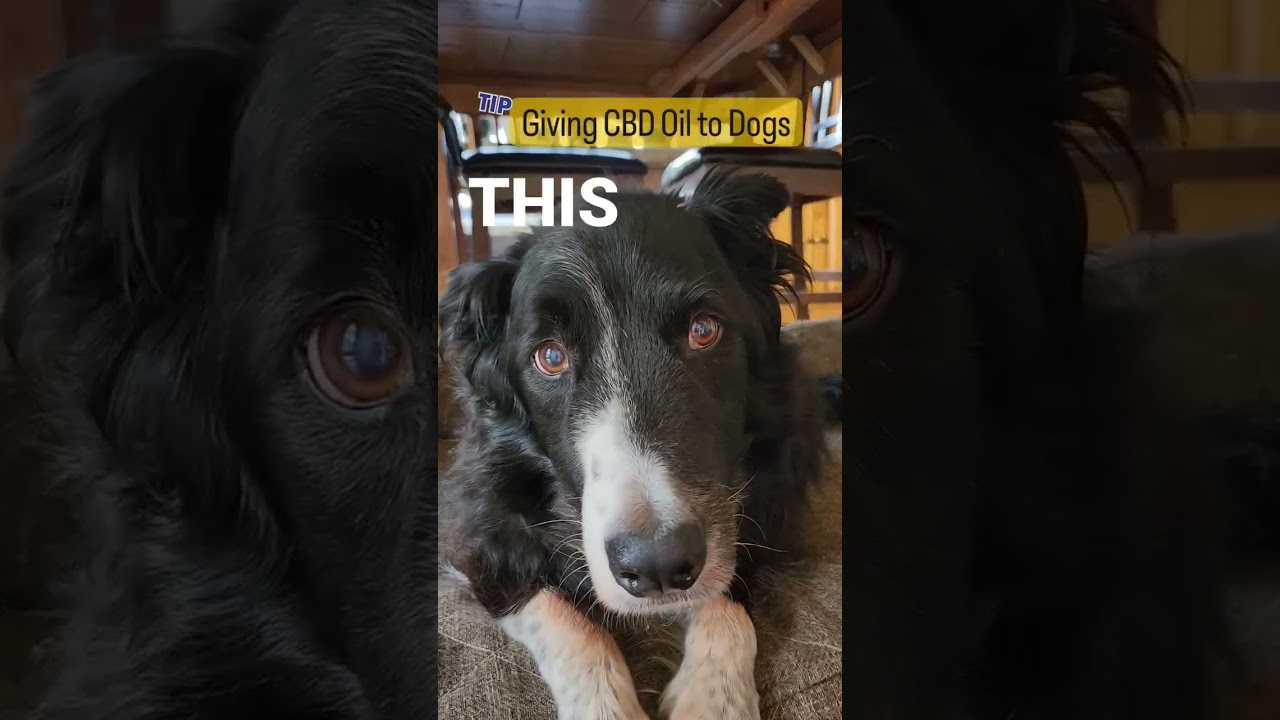 Best Ways to Give CBD Oil to Dogs #cbdoil #dogs