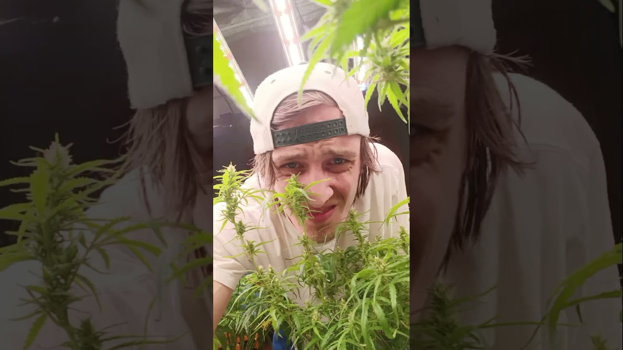 What my cannabis plants unfortunately have to see ALL day everyday! #fyp #garden #cannabiseducation