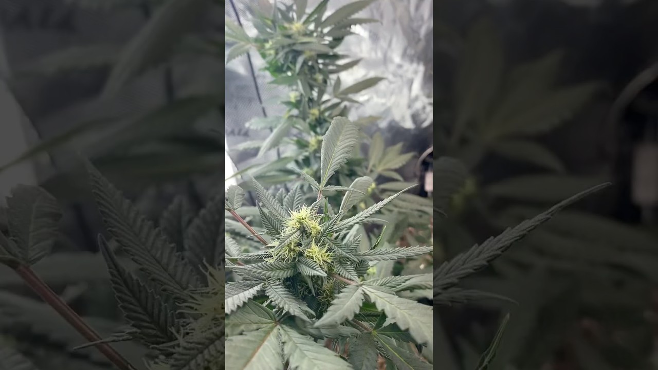 Can someone tell me !? Maybe I dropped a seed 🥲 #trending #viralvideo #music #shorts #budblooom