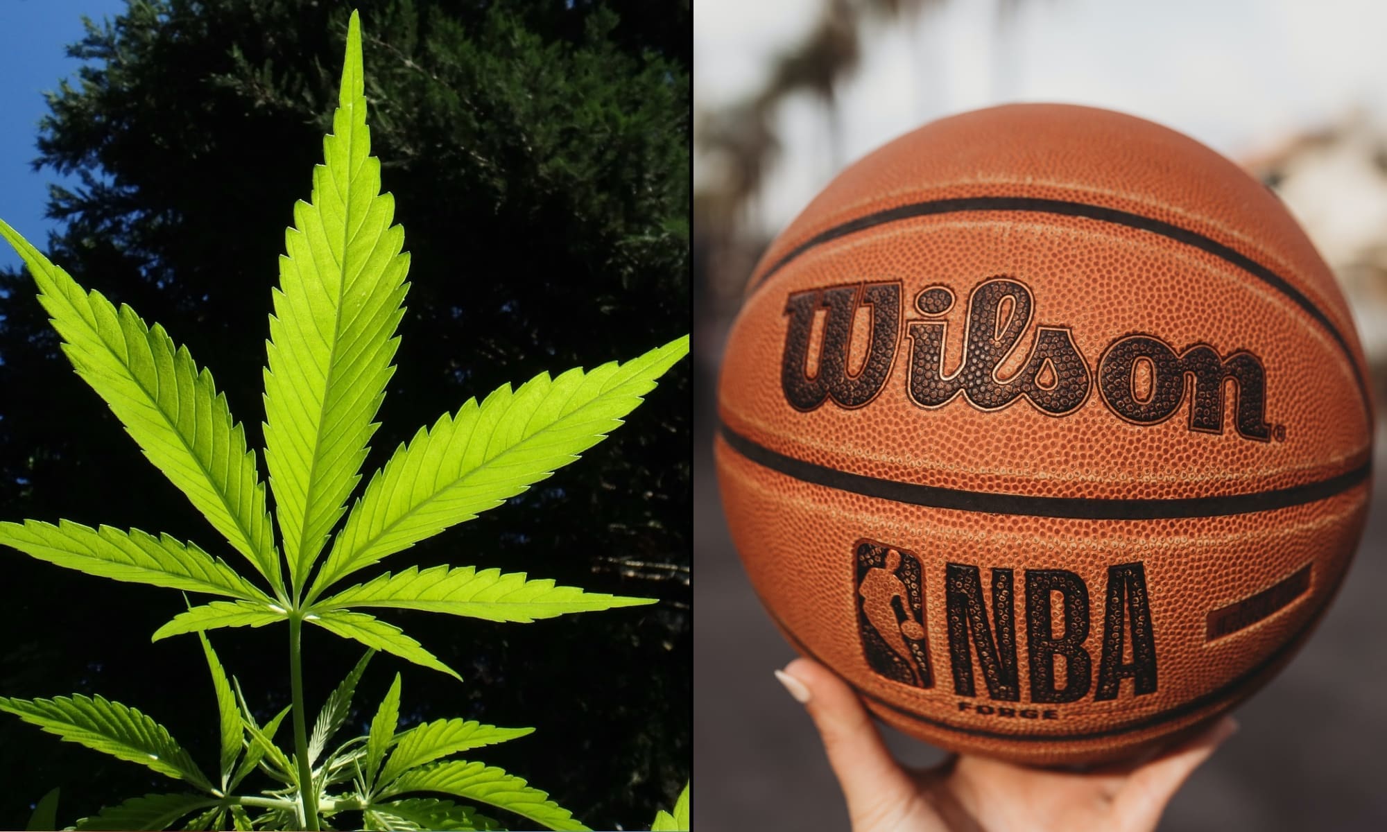 American Basketball Player Faces Potential Death Penalty Over Medical Marijuana After Arrest In Indonesia