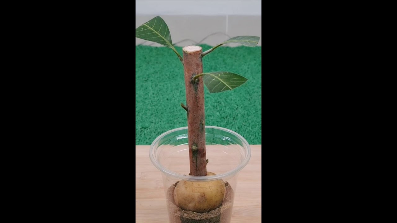 How to Grow Mango Tree from Cutting by Potato #shorts #omg #trending