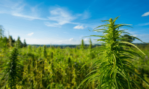 Kentucky Cultivator Harvests State’s First Medical Marijuana Crop As Governor Predicts Farmers Will ‘Grow A Whole Lot More’