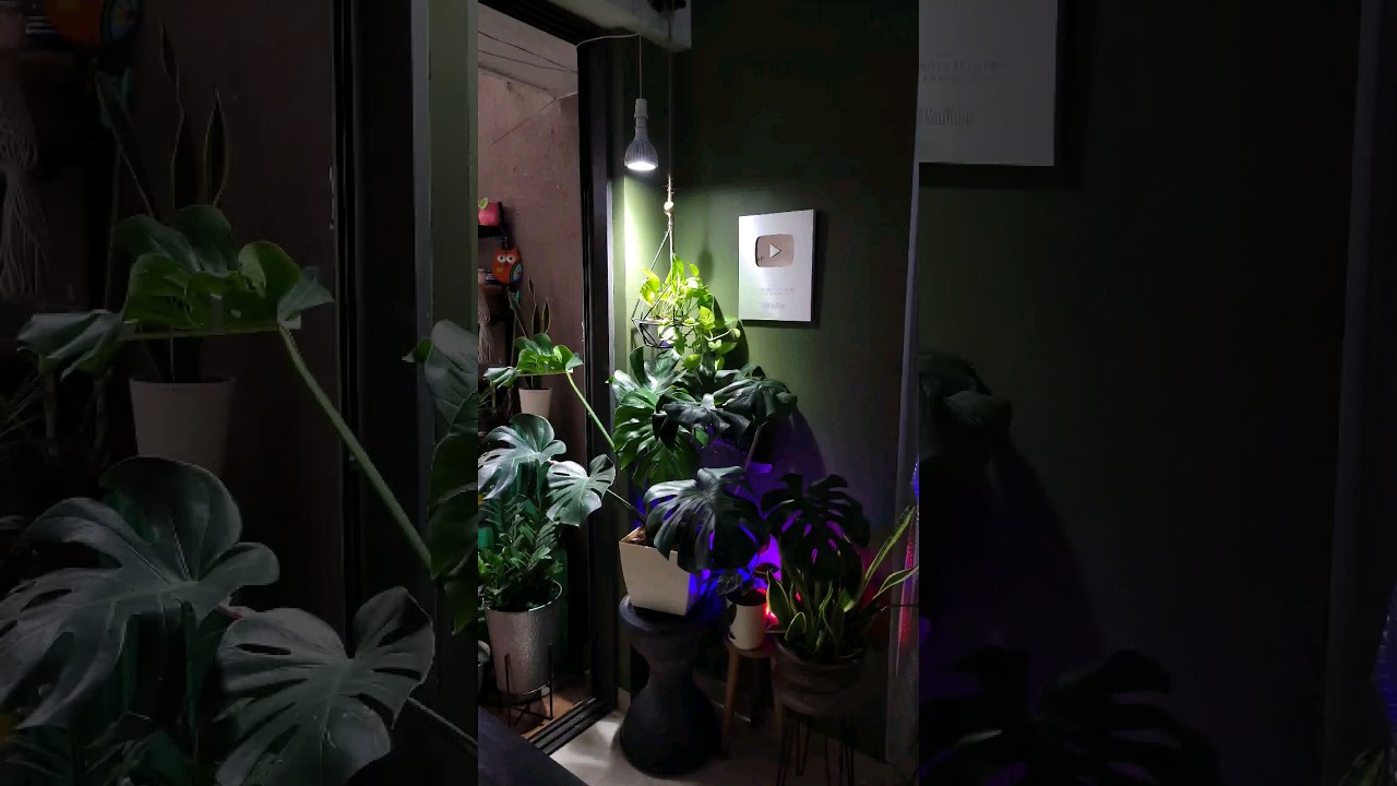 Trying Grow Lights for My Indoor Plants #shorts