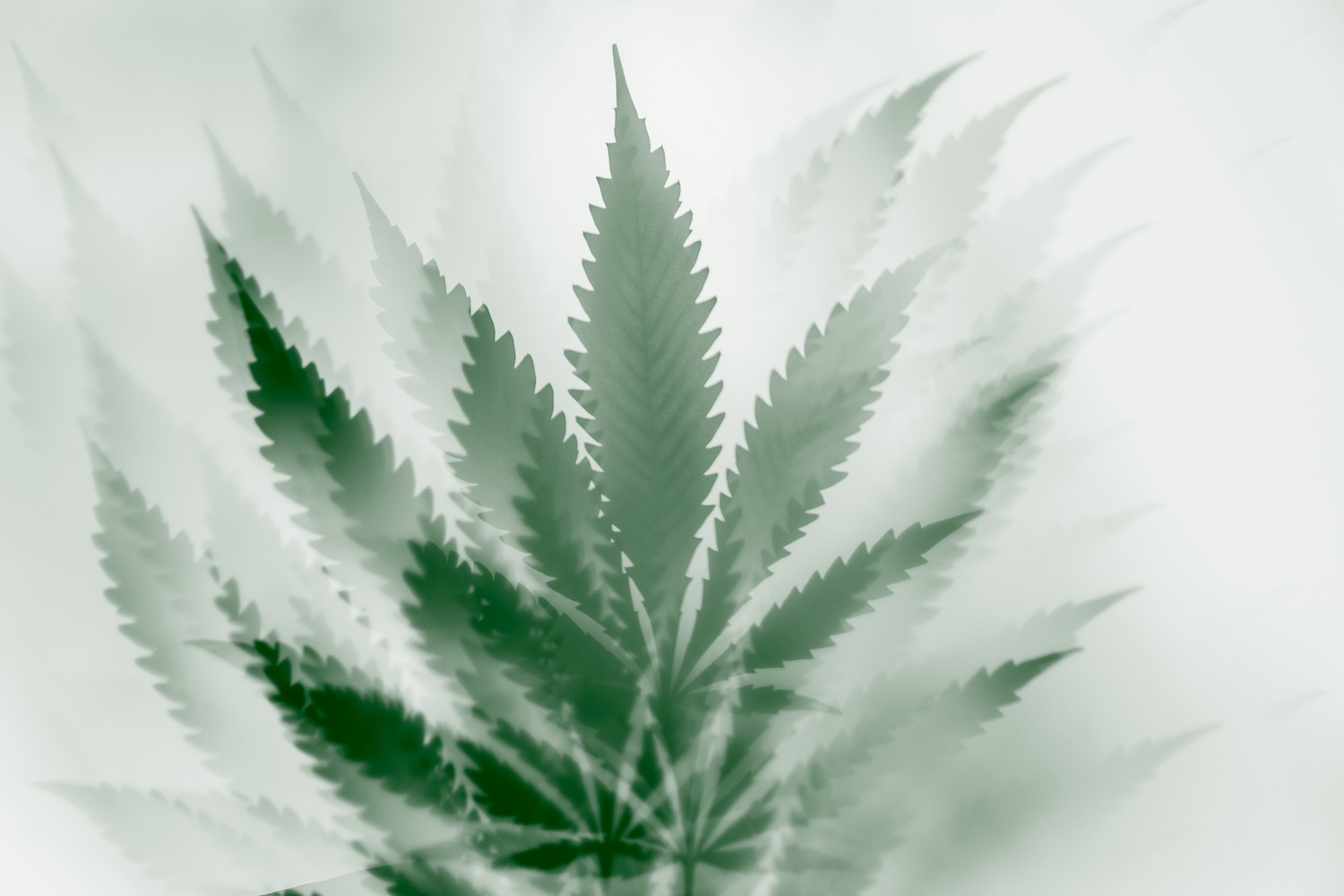 Cannabis legalization