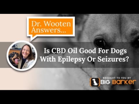 Is CBD Oil Good For Dogs With Epilepsy Or Seizures?