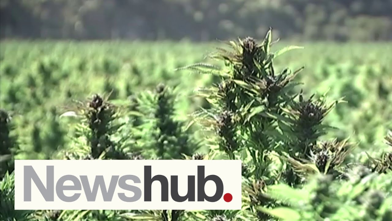 Ministry of Health approves NZ grown medicinal cannabis for prescription | Newshub