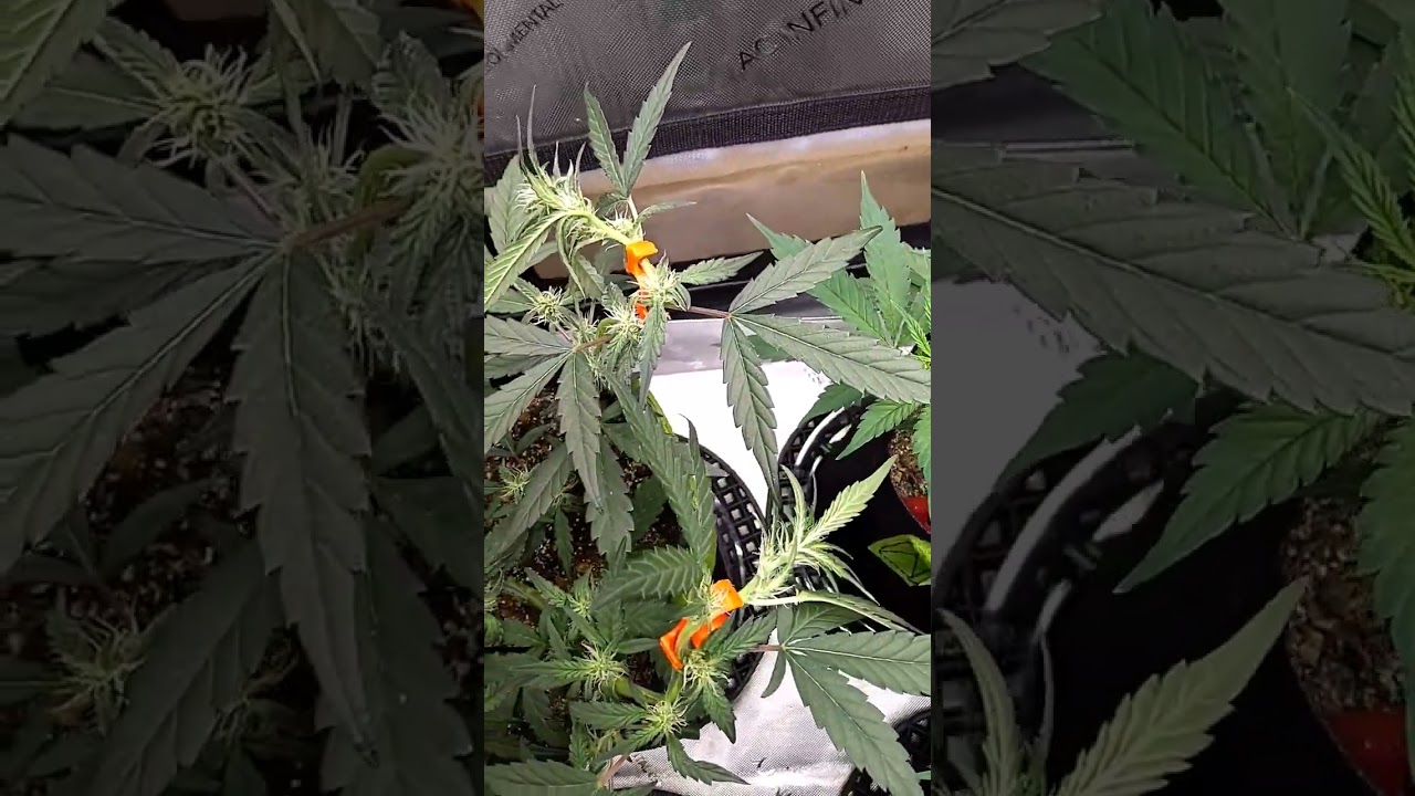what she said ! 😎✌#garden #420 #funny #cannabis #shorts