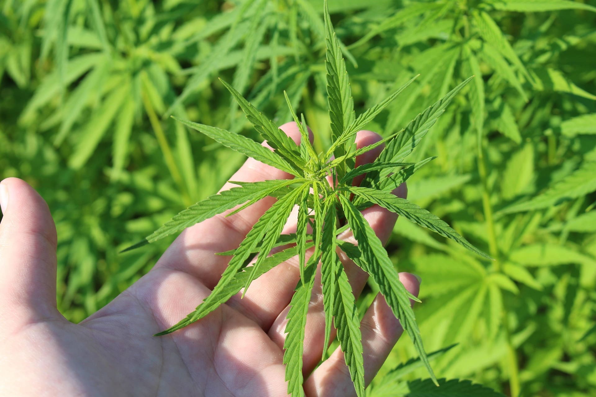 New Ohio Senate Bill Would Ban Sale Of Intoxicating Hemp Products To People Under 21