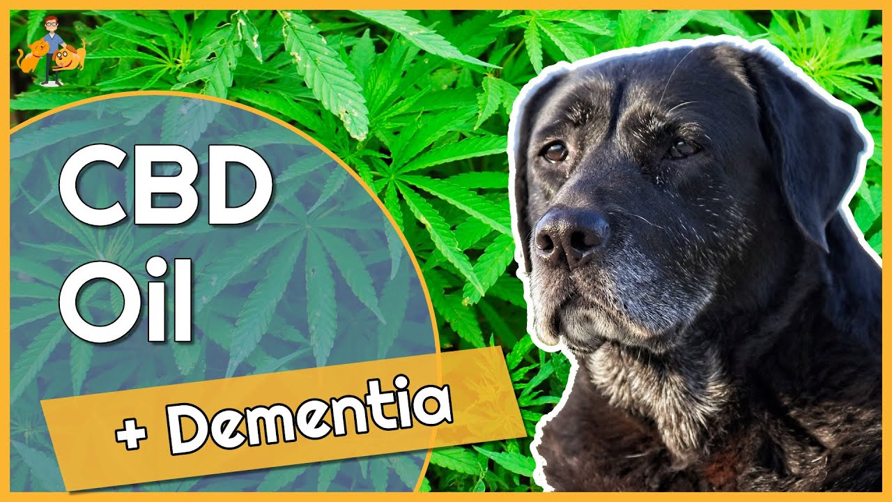 Can You use CBD Oil to Treat Dementia in Dogs - what's the evidence?
