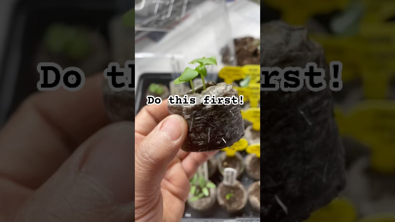 Seed starting reminder when using peat pellets. #gardeningtips