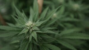 American athlete faces death penalty for cannabis in Indonesia (Newsletter: October 6, 2025)