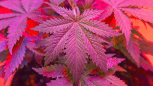 Terminally Ill Patients Would Be Able To Use Medical Marijuana In Pennsylvania Hospitals Under New Bipartisan Bill
