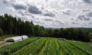 From Humboldt to the Heartland: Emerald Triangle cannabis finds new life