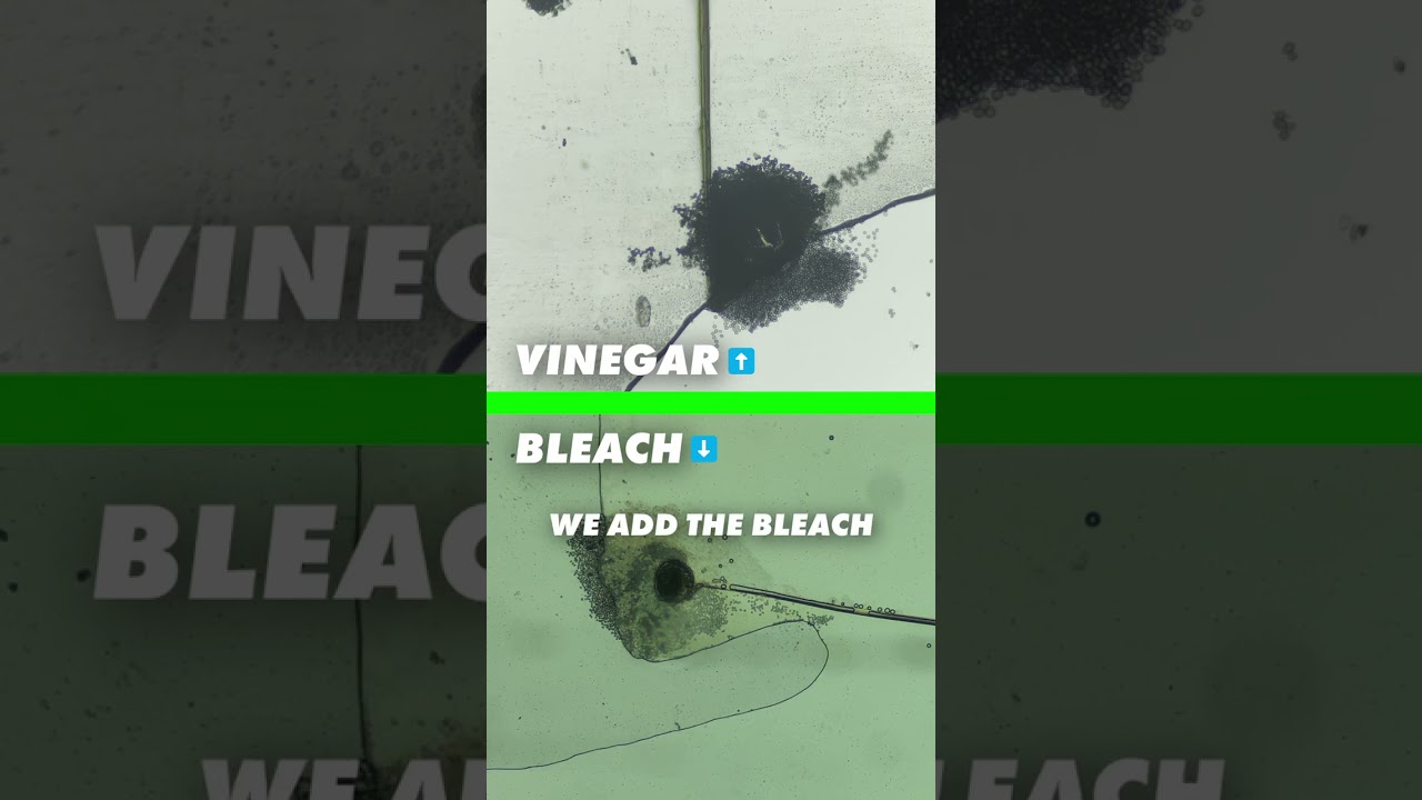 Vinegar vs Bleach - Experiment  #mould #mouldillness #blackmould #cleaninghacks #mouldremoval