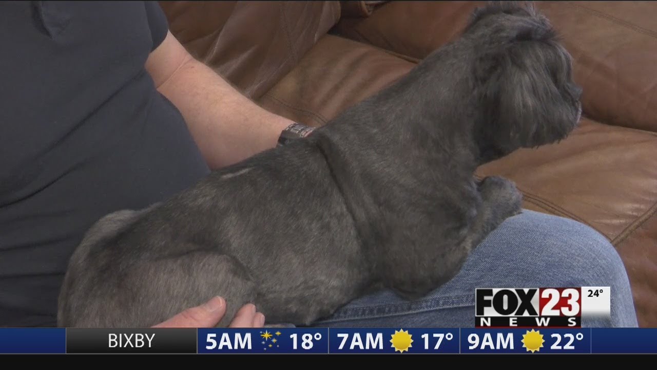 VIDEO: Family turns to CBD oil to help dog’s leg pain