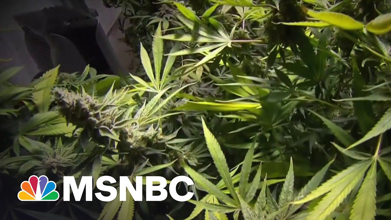 Senate Dems Propose Bill To Federally Decriminalize Marijuana